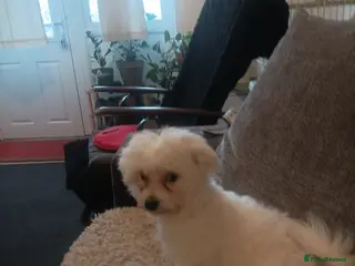 Bichon Frise dogs 8 months Bichon Frise - Advert 2