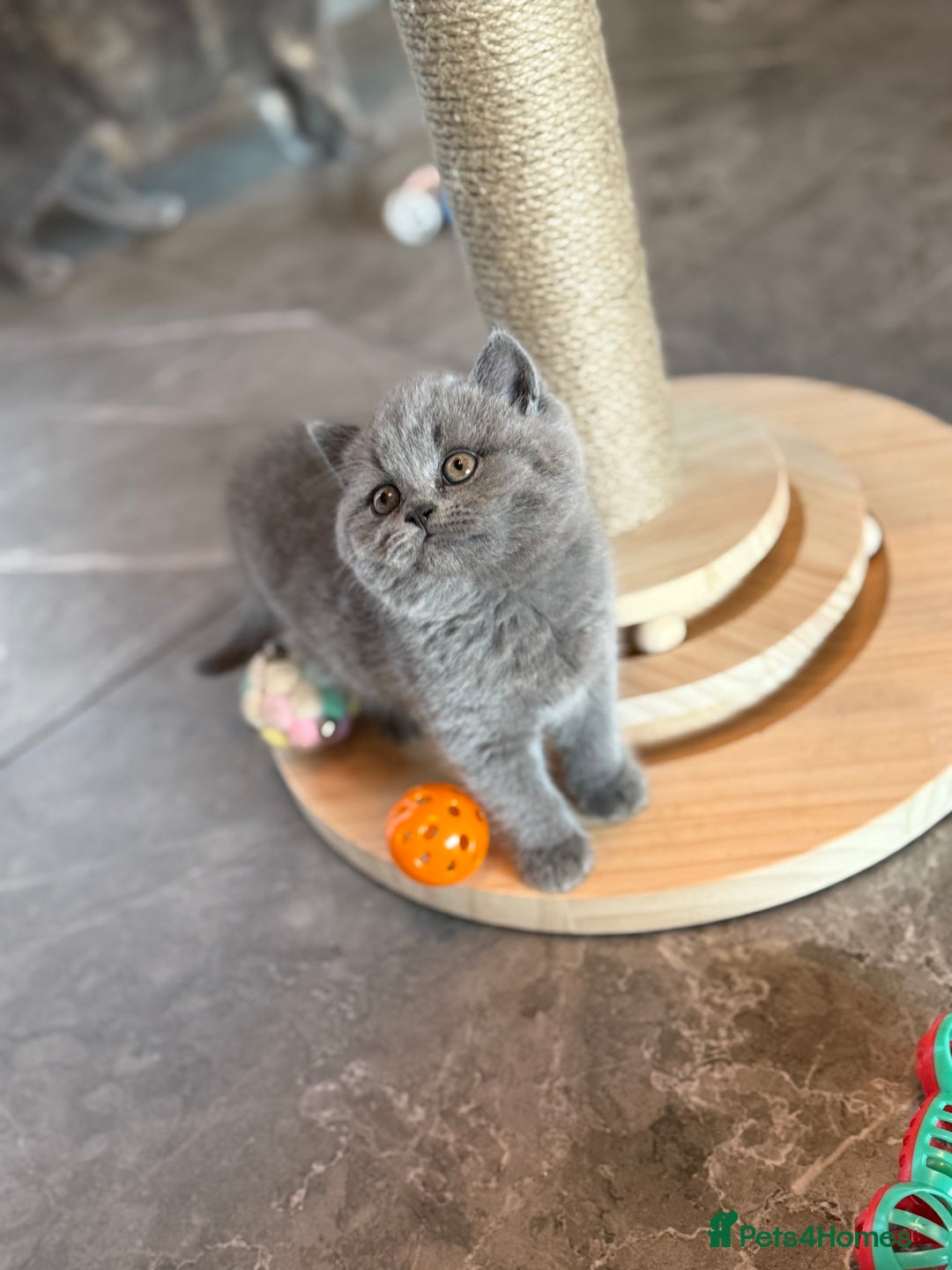 British Shorthair cats for sale: Champion mum & dad litter 1 🩵 & 1 🩷 - Image 10