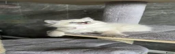 Ragdoll cats for sale: 2 Seal Tabby colourpoint  - Advert 15