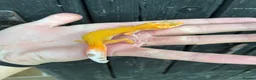 Leopard Gecko reptiles for sale: Leopard Gecko + Setup Kits - Advert 8