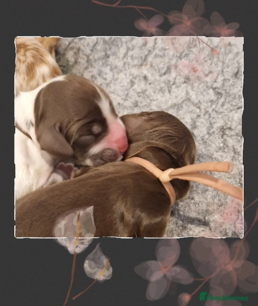 Cocker Spaniel dogs for sale: FULLY Health tested English Cocker Spaniel puppies - Advert 8