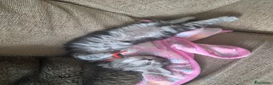 Maine Coon Kitten 5