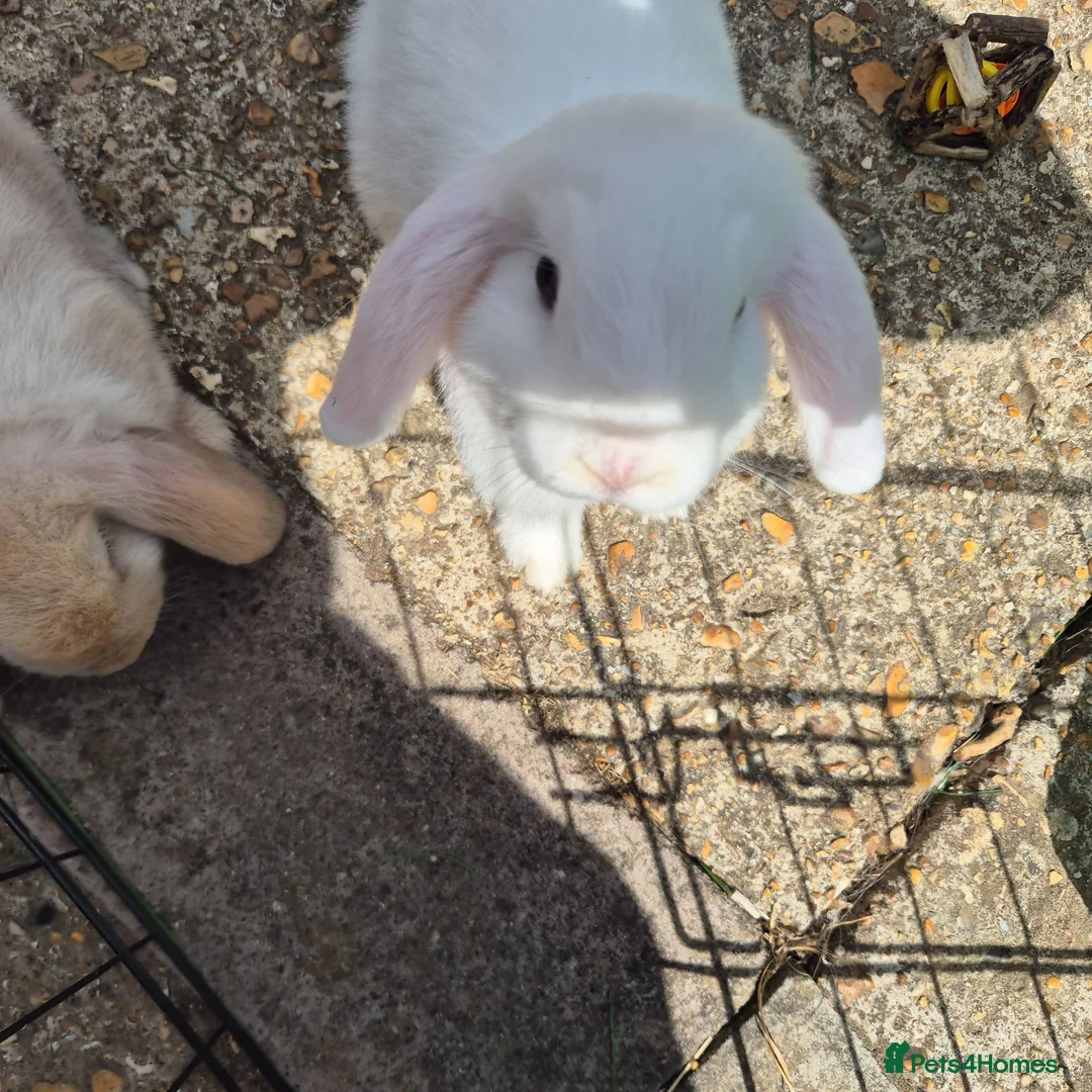 Mini Lop rabbits for sale: Gorgeous mini lop kits ready for new homes - Advert 18