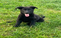 German Shepherd dogs for sale: REDUCE PRICE  - Image 1