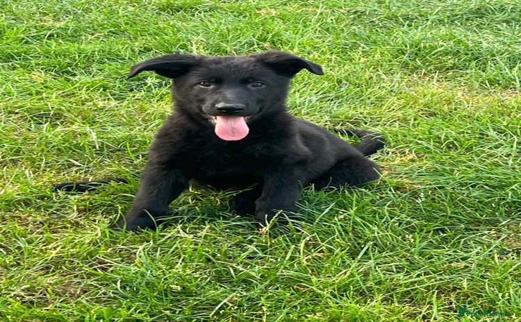 German Shepherd dogs - Advert 1