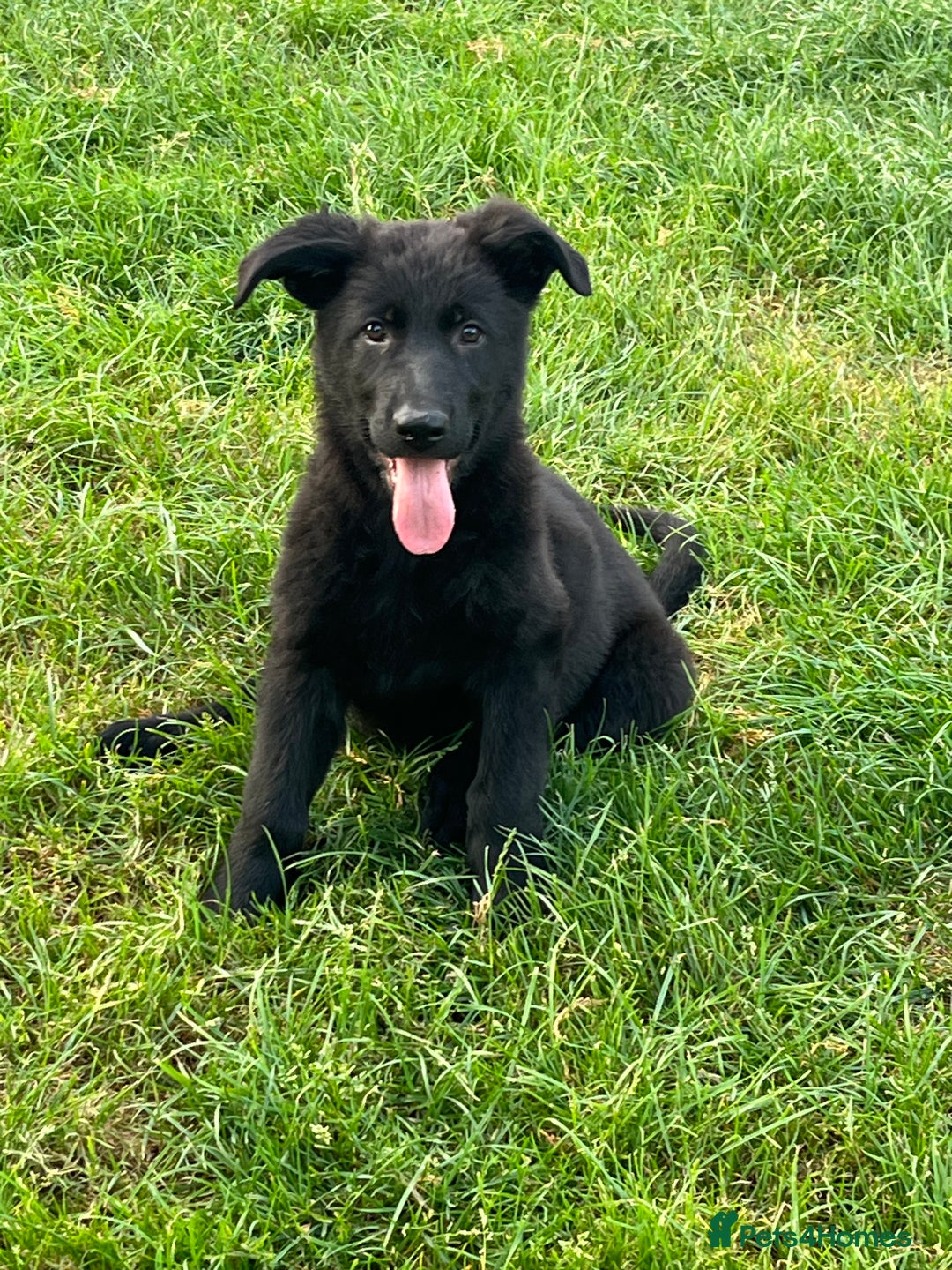German Shepherd dogs for sale: REDUCE PRICE  - Image 1