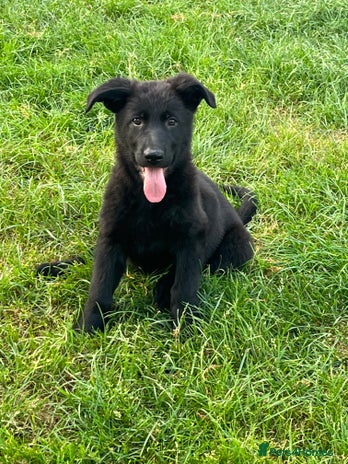 German Shepherd dogs - Advert 15