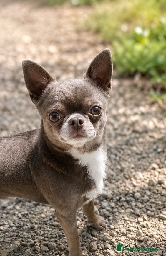 Chihuahua dogs KC reg-Health tested-PROVEN  - Advert 1