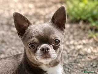 Chihuahua dogs KC reg-Health tested-PROVEN - Advert 1