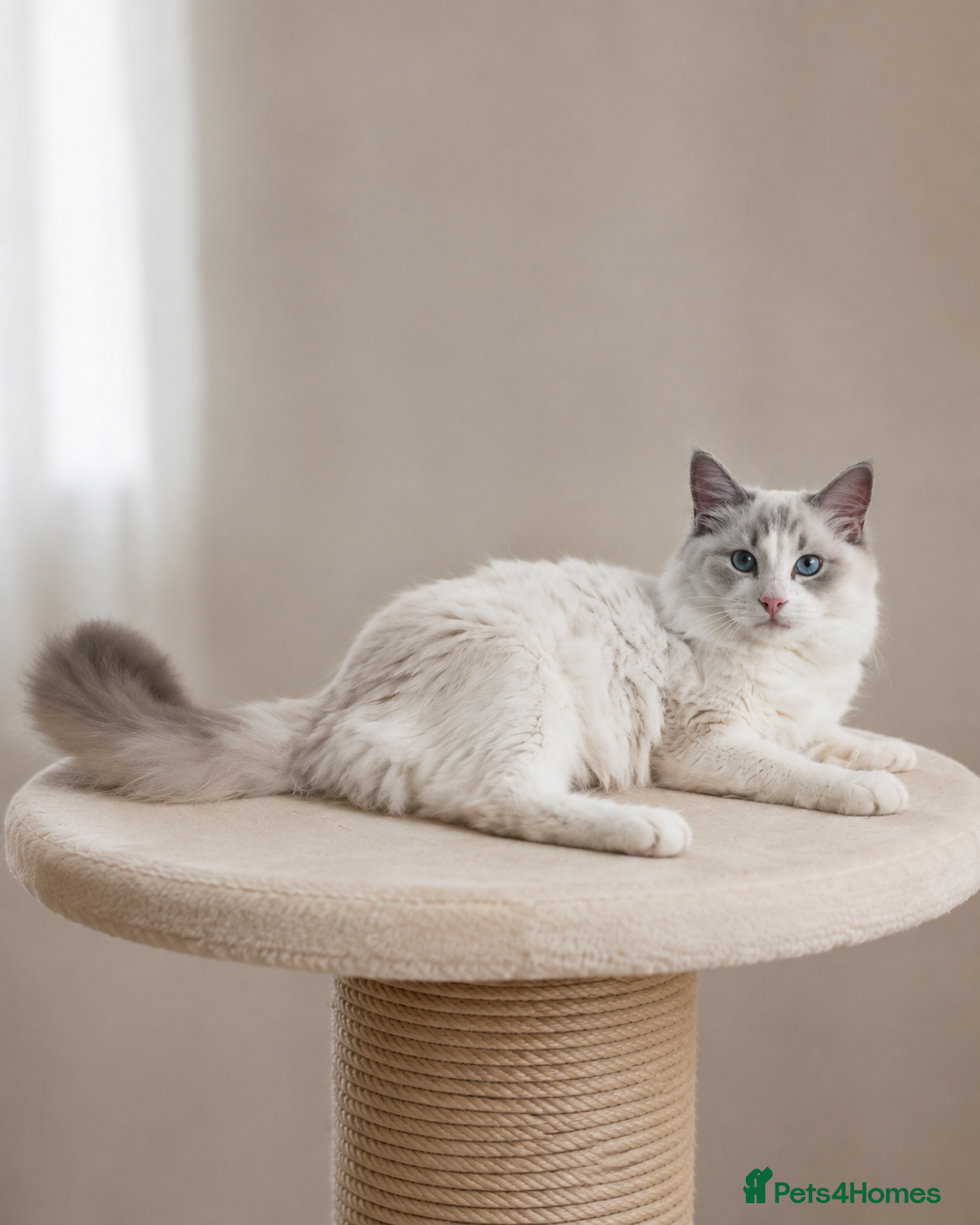 Ragdoll cats Beautiful Tica Registered Kittens Ragdoll - Advert 2