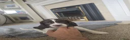 Mixed Breed dogs for sale: Cindy Lou’s beautiful puppies in Gloucester - Advert 5