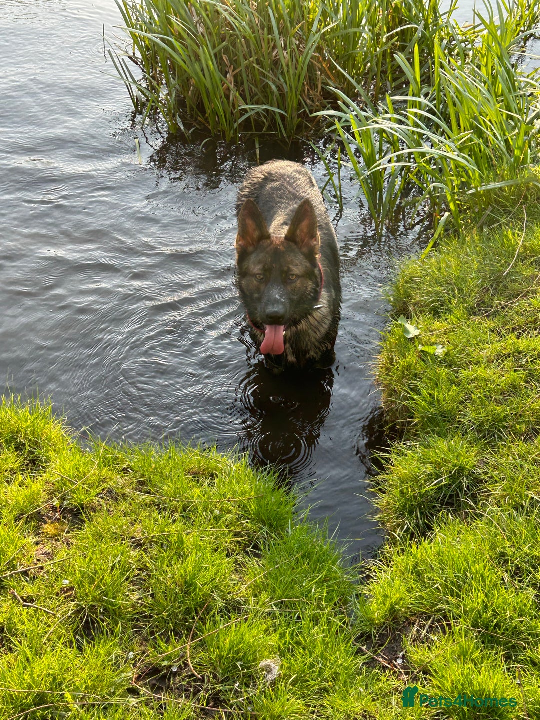 German Shepherd dogs for stud: Gorgeous German Shepherd For Stud in Kidderminster - Image 8