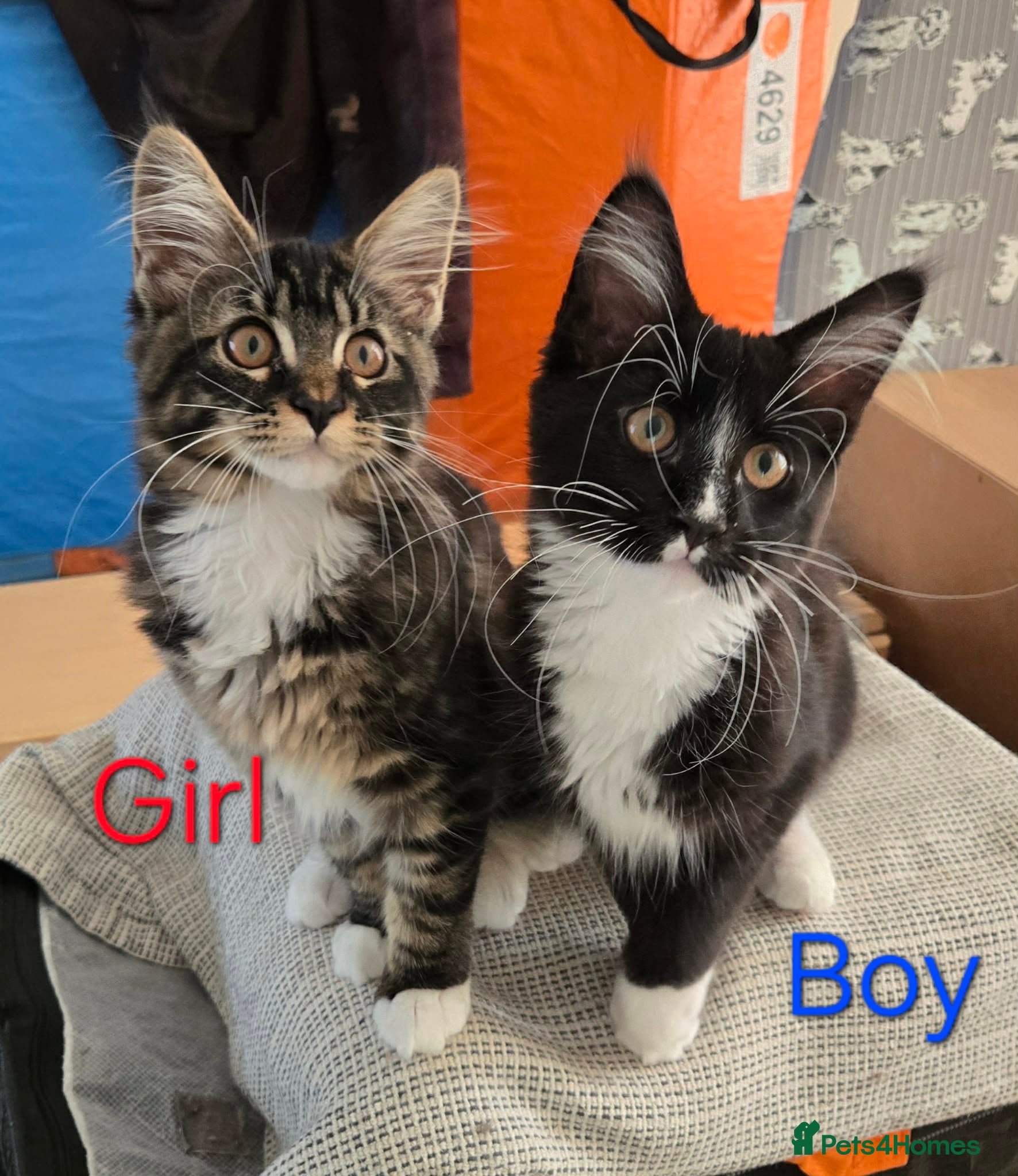 Maine Coon cats 2 Maine Coon Kittens Needing Homes - Advert 2