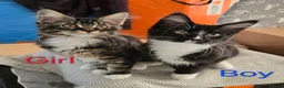 Maine Coon cats for sale: 1 Maine Coon Kitten Needing Home. - Advert 3