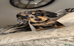 Miniature Dachshund dogs for sale: 🐾Stunning miniature dachshunds🐾 - Image 21