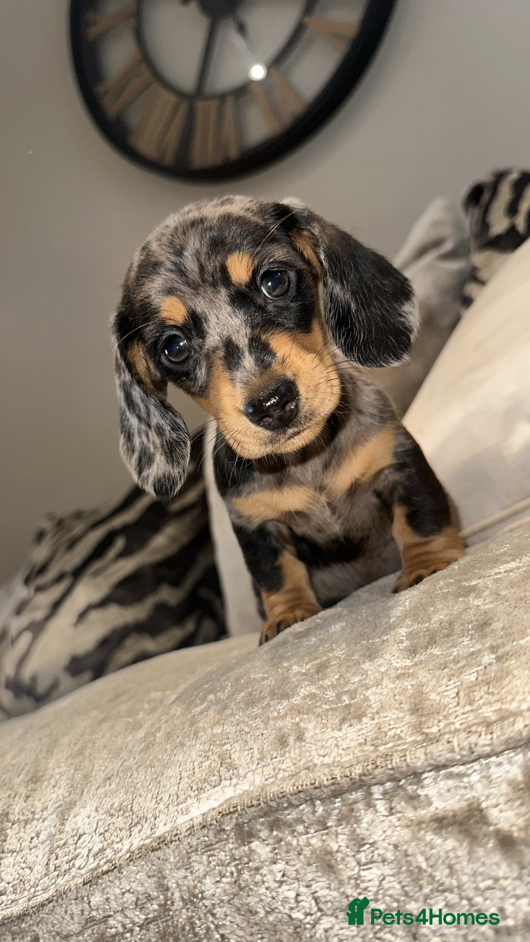 Miniature Dachshund dogs for sale: 🐾Stunning miniature dachshunds🐾 - Image 21