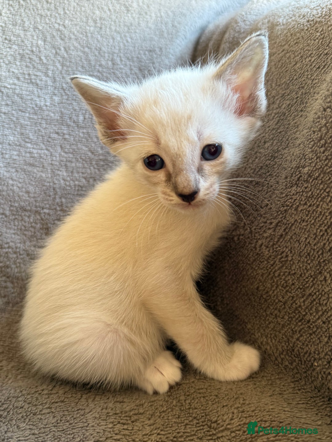 Ragdoll cats for sale: Ragdoll X Siamese - Image 6