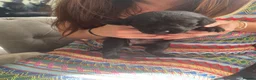 Mixed Breed dogs for sale: Rottweiler/ Retriver mix  - Advert 8