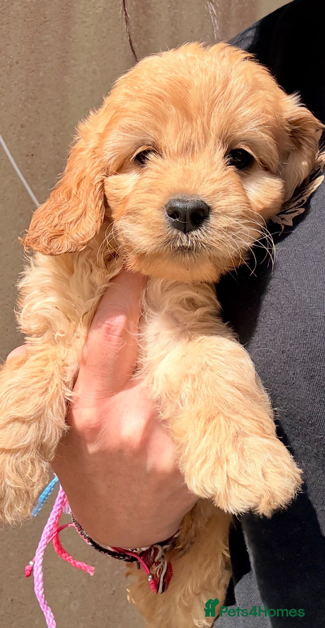 Cavapoo dogs F1 cavapoo  - Advert 2