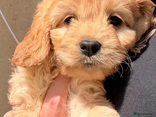 Cavapoo dogs F1 cavapoo - Advert 2