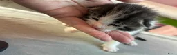 Mixed Breed cats for sale: Mixed litter  in Camborne - Advert 2