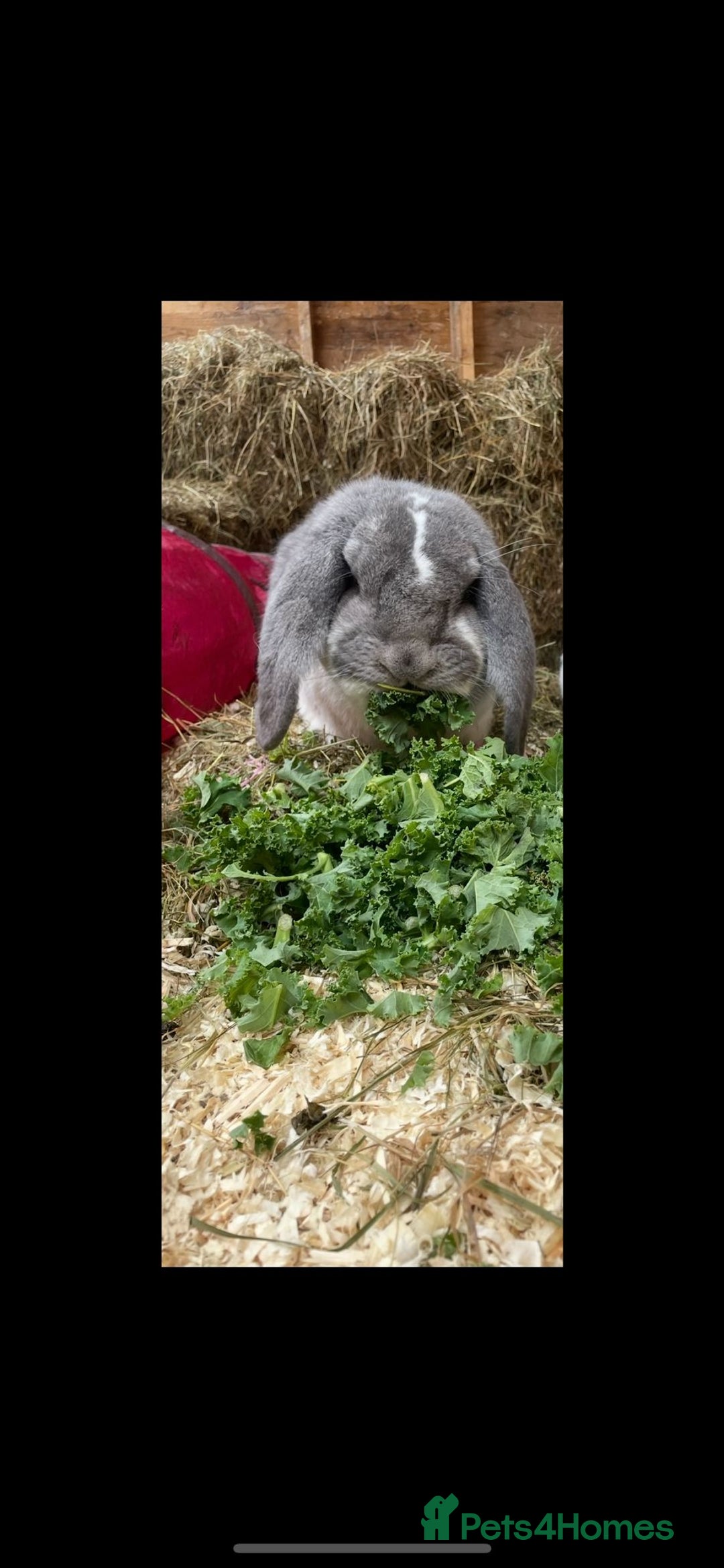 French Lop rabbits for sale: French lop - Advert 3