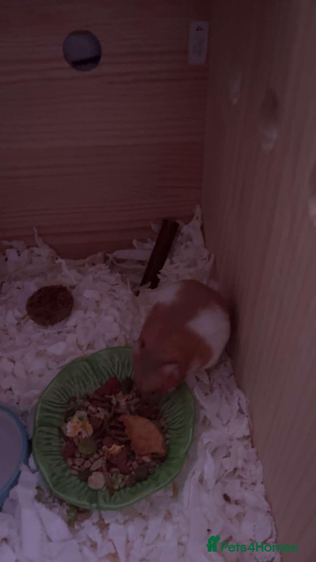 Hamster rodents for sale: Male syrian hamster 3 months  - Advert 2