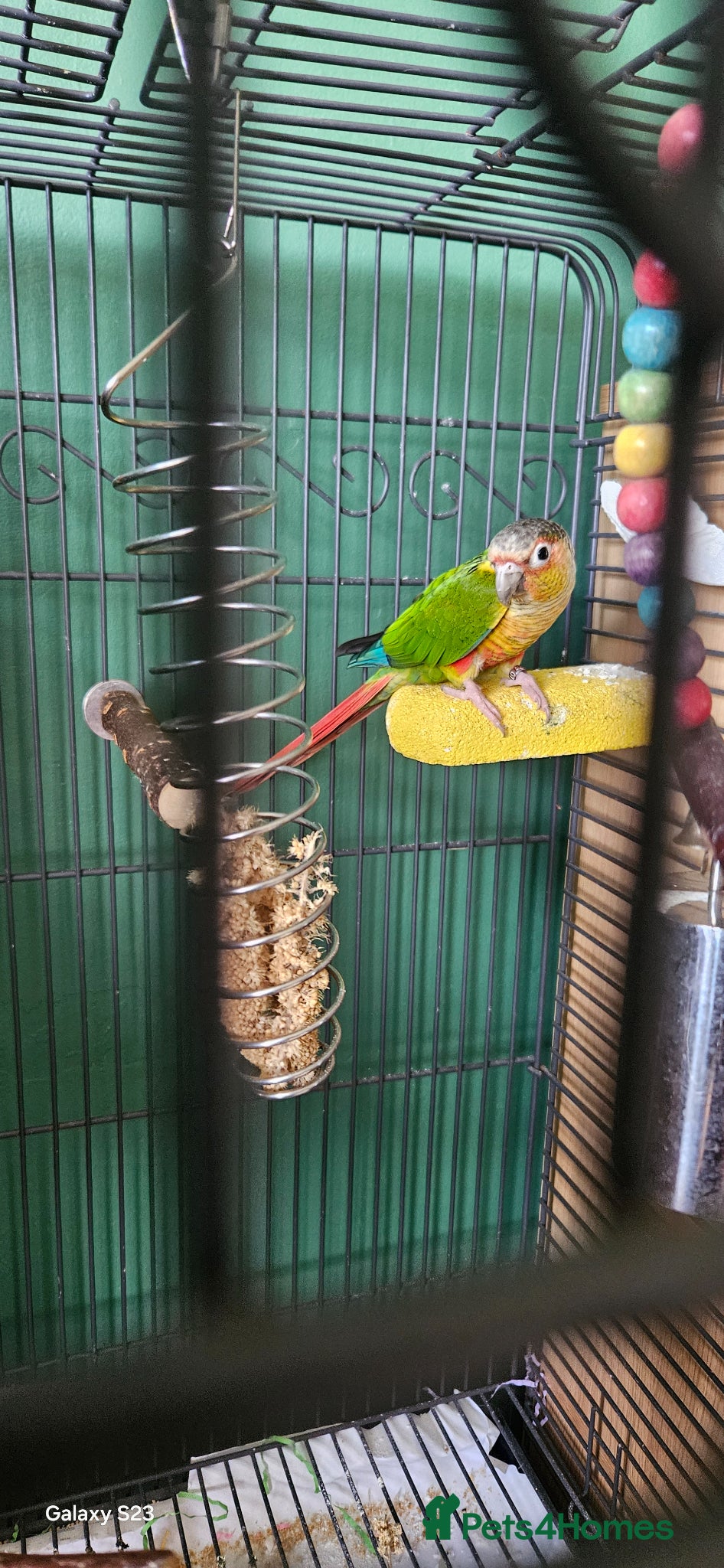 Conures birds Conure - Advert 13