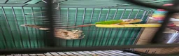 Conures birds for sale: Conure - Advert 1