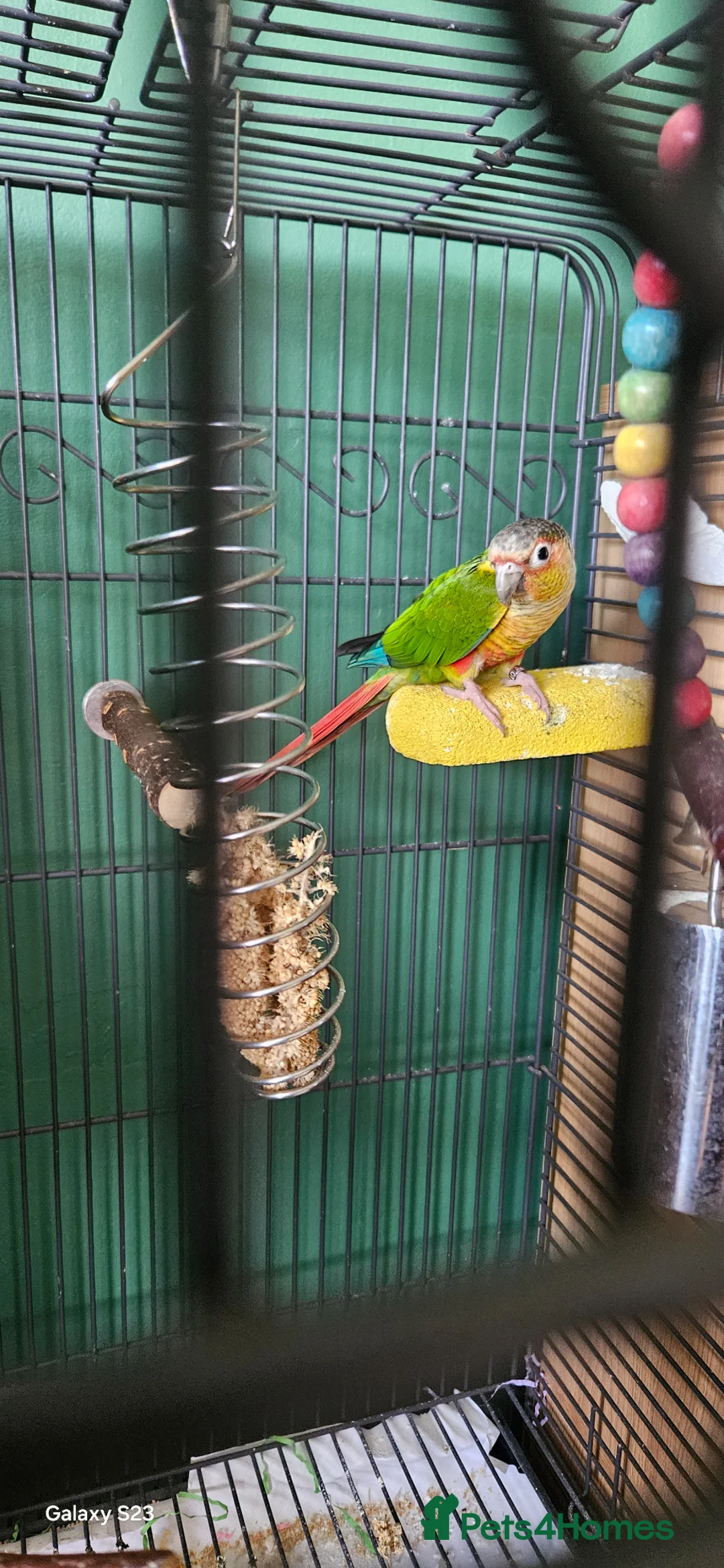 Conures birds for sale: Conure - Advert 1