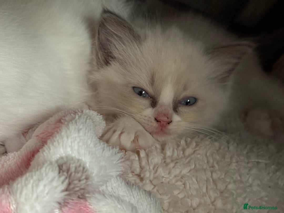 Ragdoll cats for sale: Blue bicolour babies 🐾 - Image 25