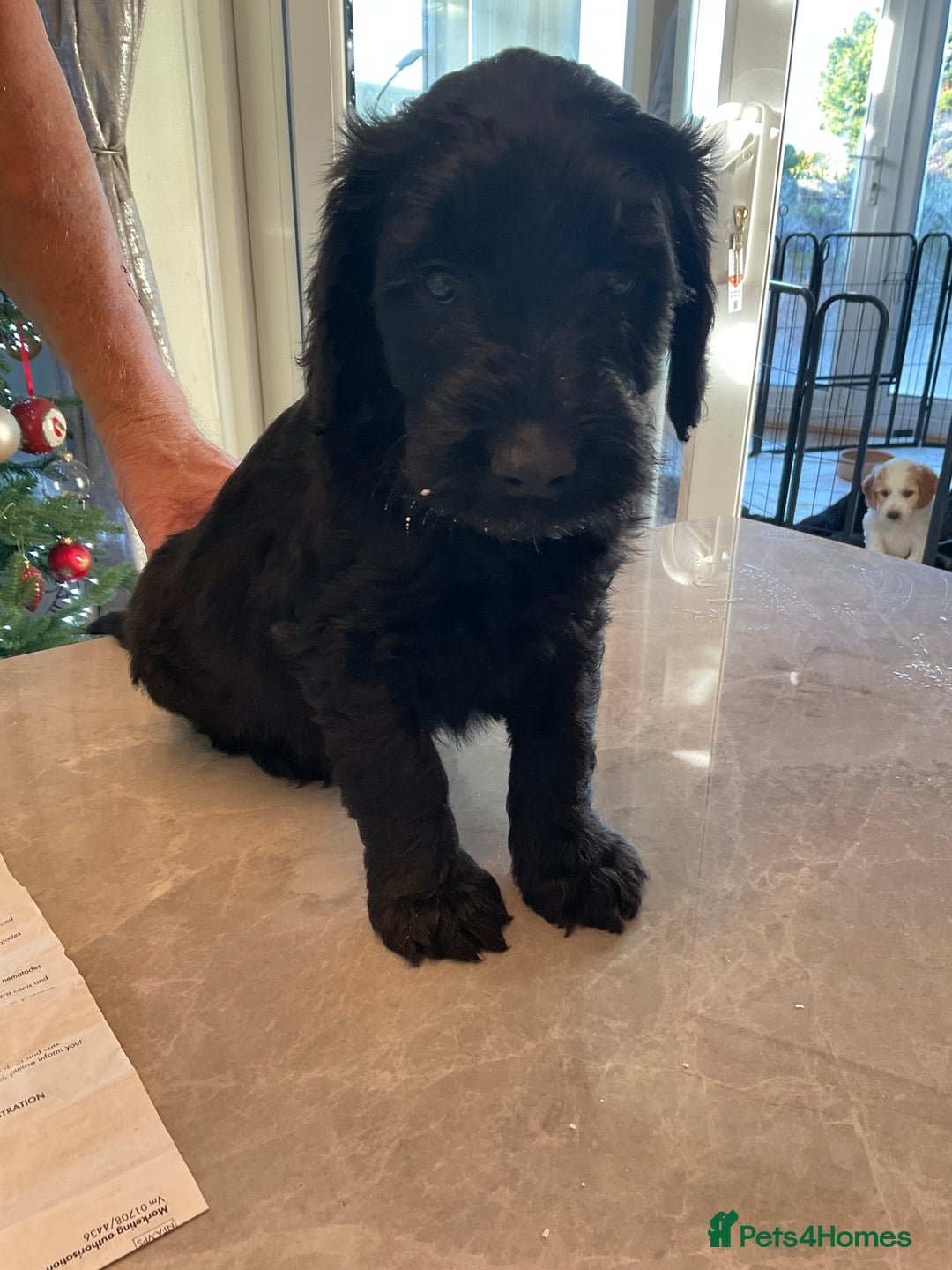 Mixed Breed dogs for sale: Beautiful Goldendoodle/Spangold Retriever Puppies - Advert 10