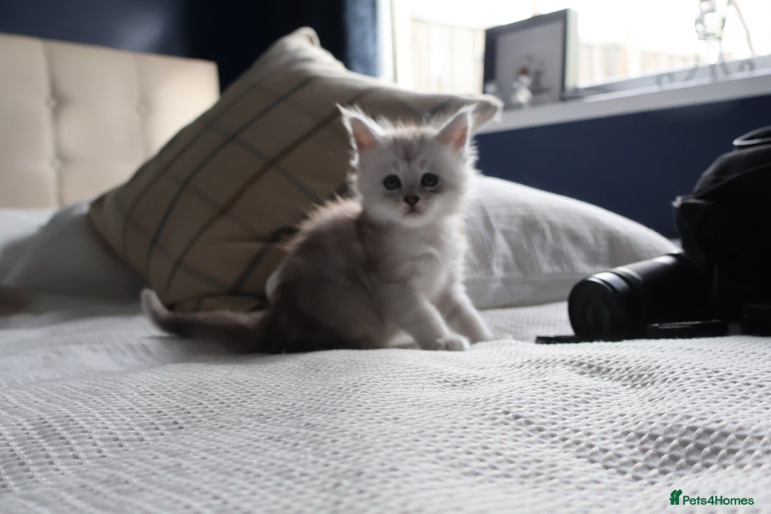Maine Coon cats for sale: ***High Silver Shaded Kittens*** - Image 8