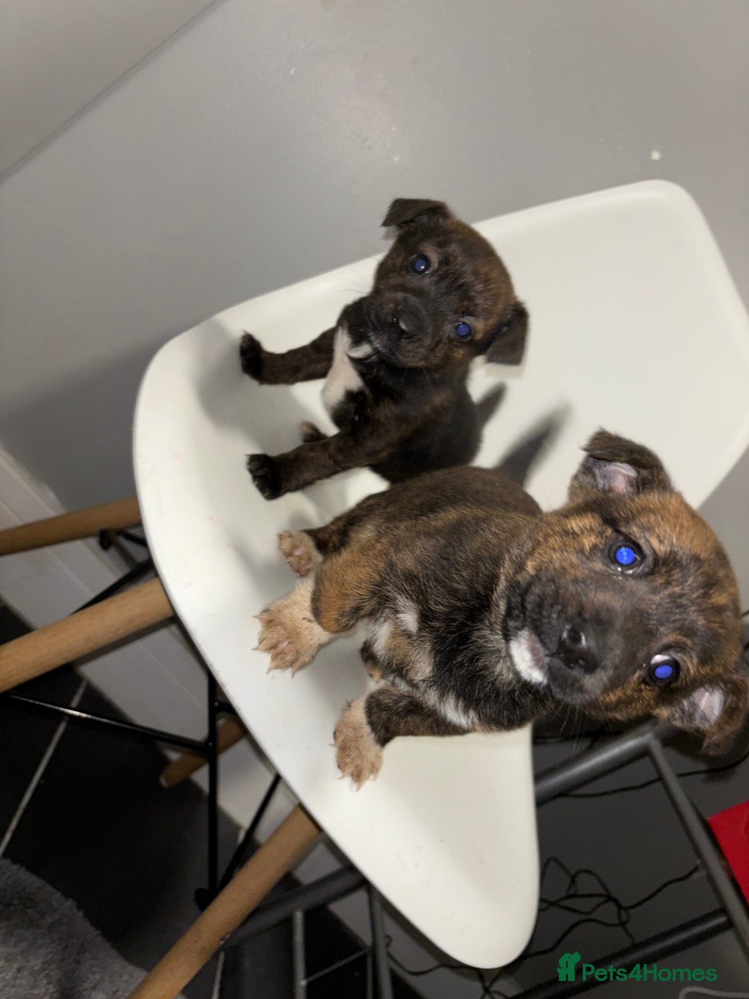 Jack Russell dogs for sale: Jack Russell pups  - Advert 2