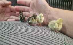 Quail poultry for sale: Chinise painted quail  - Image 7