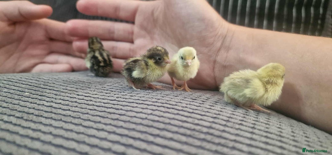 Quail poultry for sale: Chinise painted quail  - Image 7