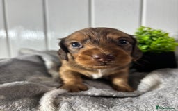 Miniature Dachshund dogs for sale: Beautiful Dachshunds puppies  - Image 6