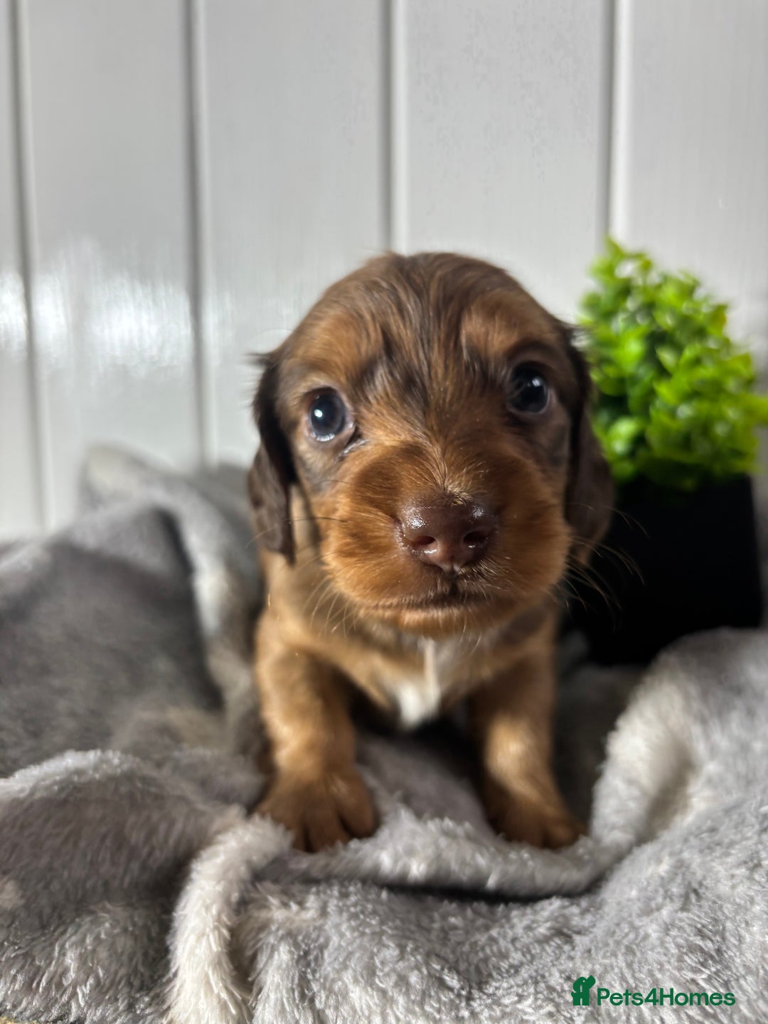 Miniature Dachshund dogs for sale: Beautiful Dachshunds puppies  - Image 6