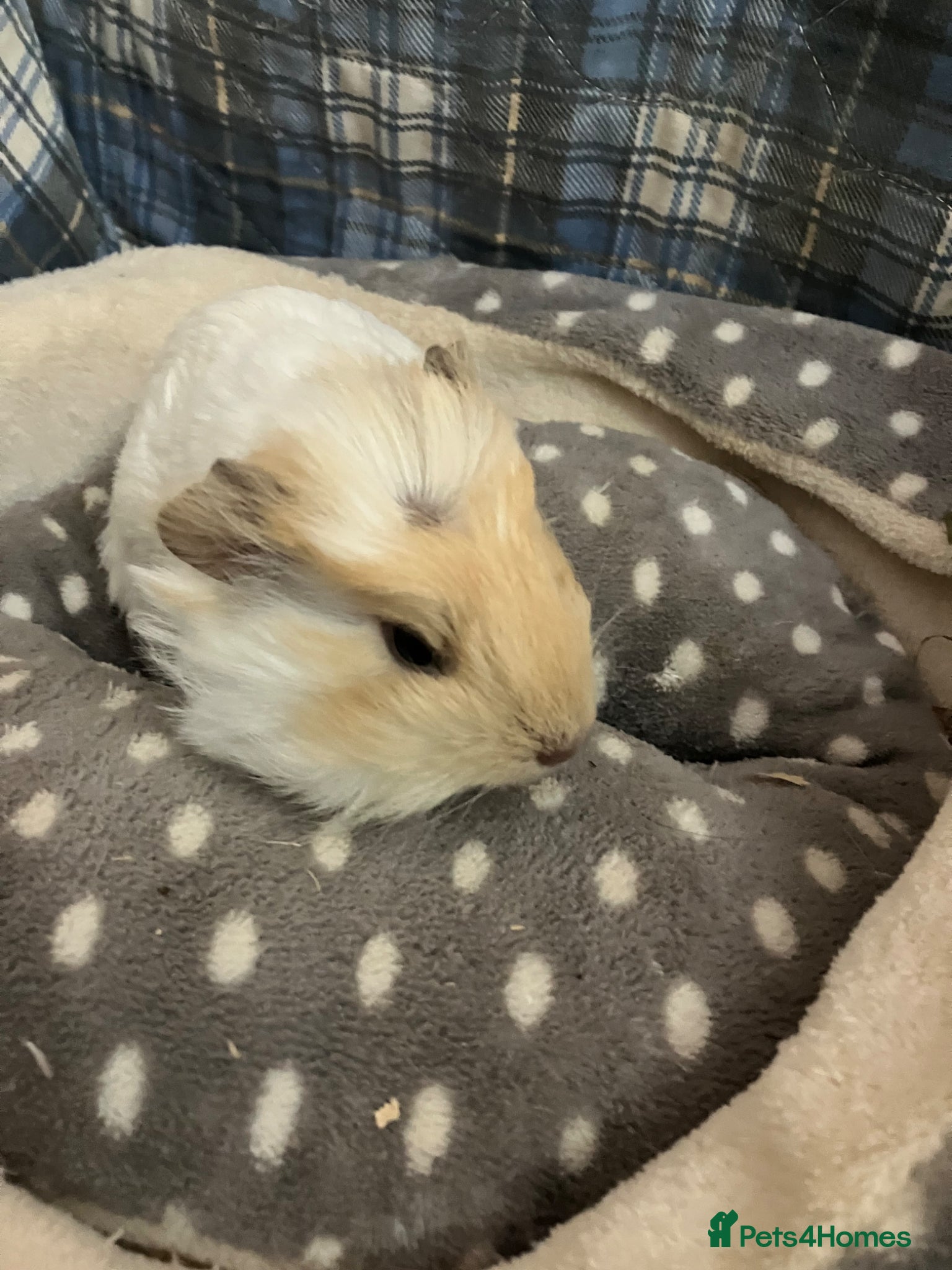 Guinea Pig rodents Lots of lovely baby guinea pigs for sale - Advert 20