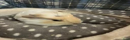 Guinea Pig rodents for sale: Lots of lovely baby guinea pigs for sale - Advert 1