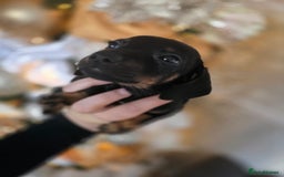 Dachshund dogs for sale: Daschund puppies - Advert 19