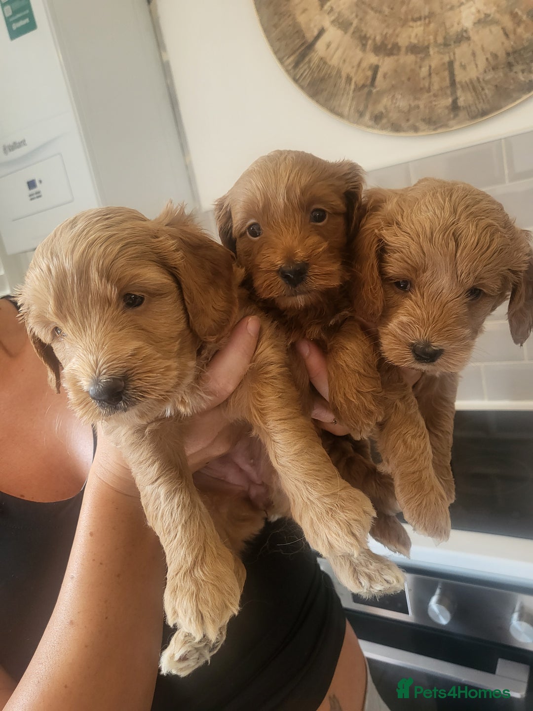 Cockapoo dogs for sale: F1B Cockapoo puppy's x6 stunning colours - Image 4