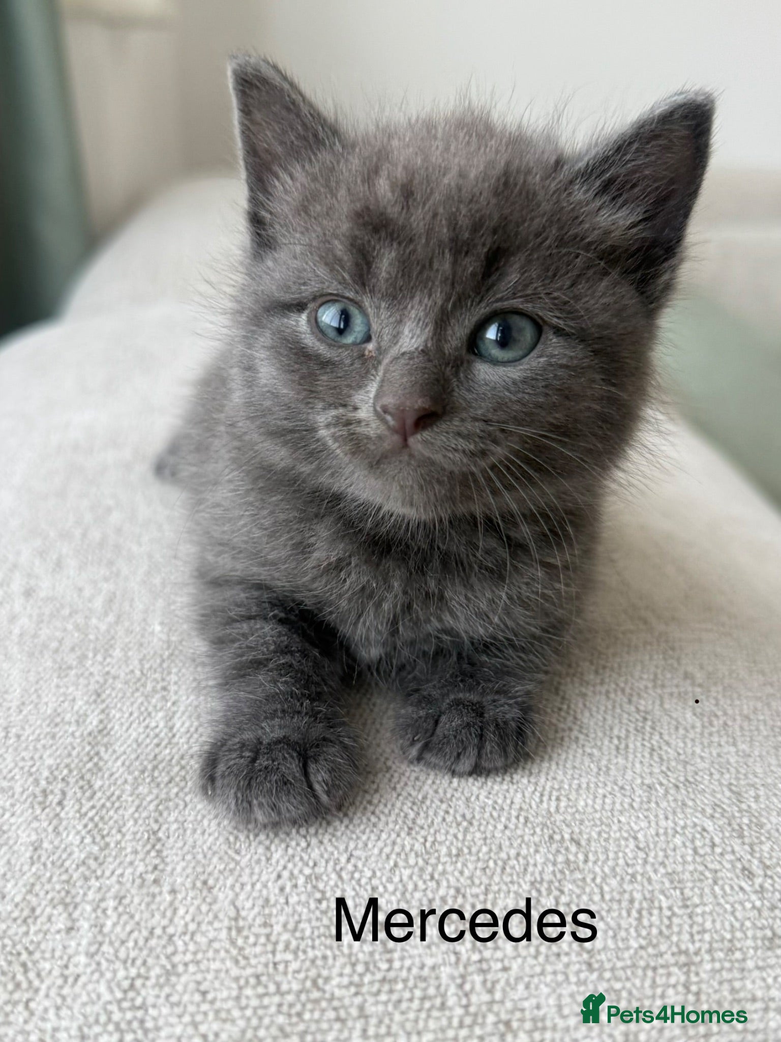 British Shorthair cats Mercedes, Grey ‘Blue’ British Shorthair male. - Advert 2