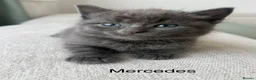 British Shorthair cats for sale: Mercedes, Grey ‘Blue’ British Shorthair male. - Advert 1