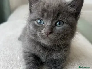 British Shorthair cats Mercedes, Grey ‘Blue’ British Shorthair male. - Advert 5