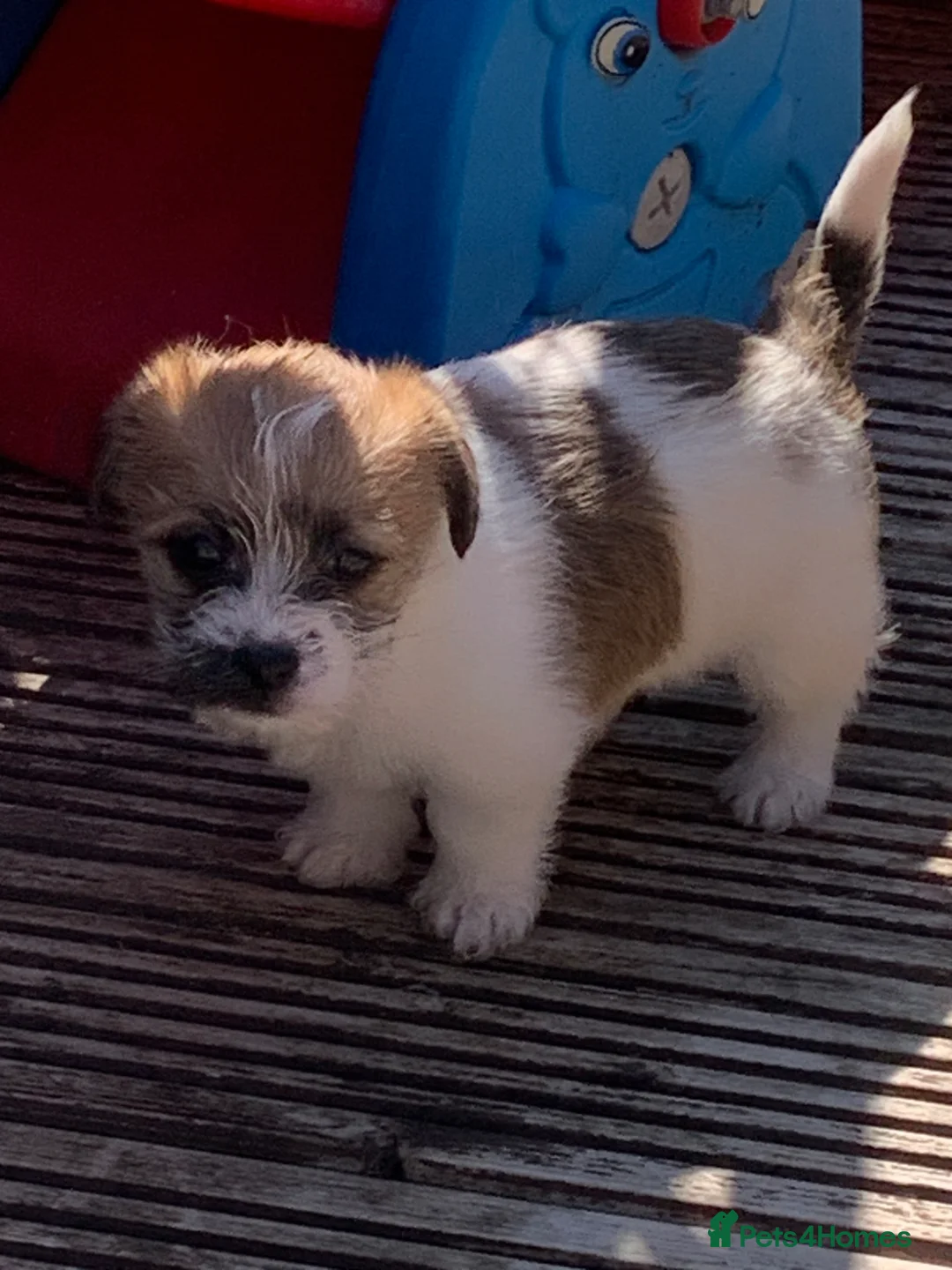 Mixed Breed dogs for sale: Jack Russell  x shihtzu  - Advert 11