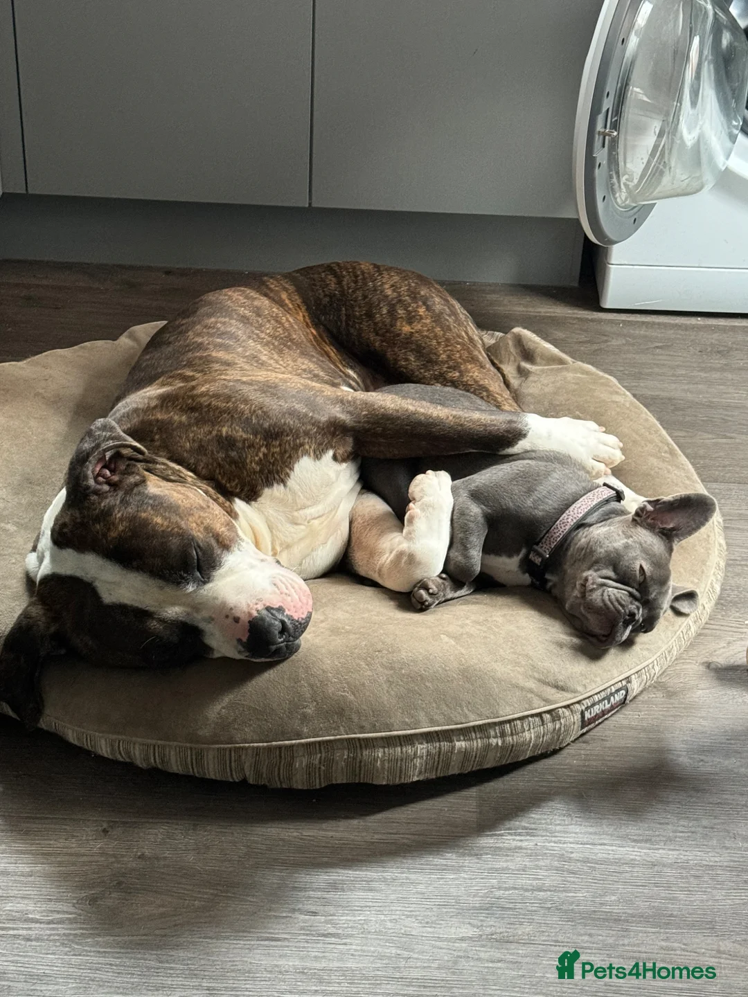 French Bulldog dogs for sale: French bulldog  - Advert 5