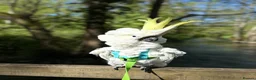 Cockatoo birds for sale: Triton Cockatoo - Beautiful Tame Trained & Social  in Stroud - Advert 10