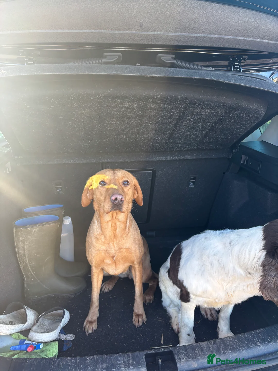 Labrador Retriever dogs for sale: Kc reg Labrador bitch - Advert 2