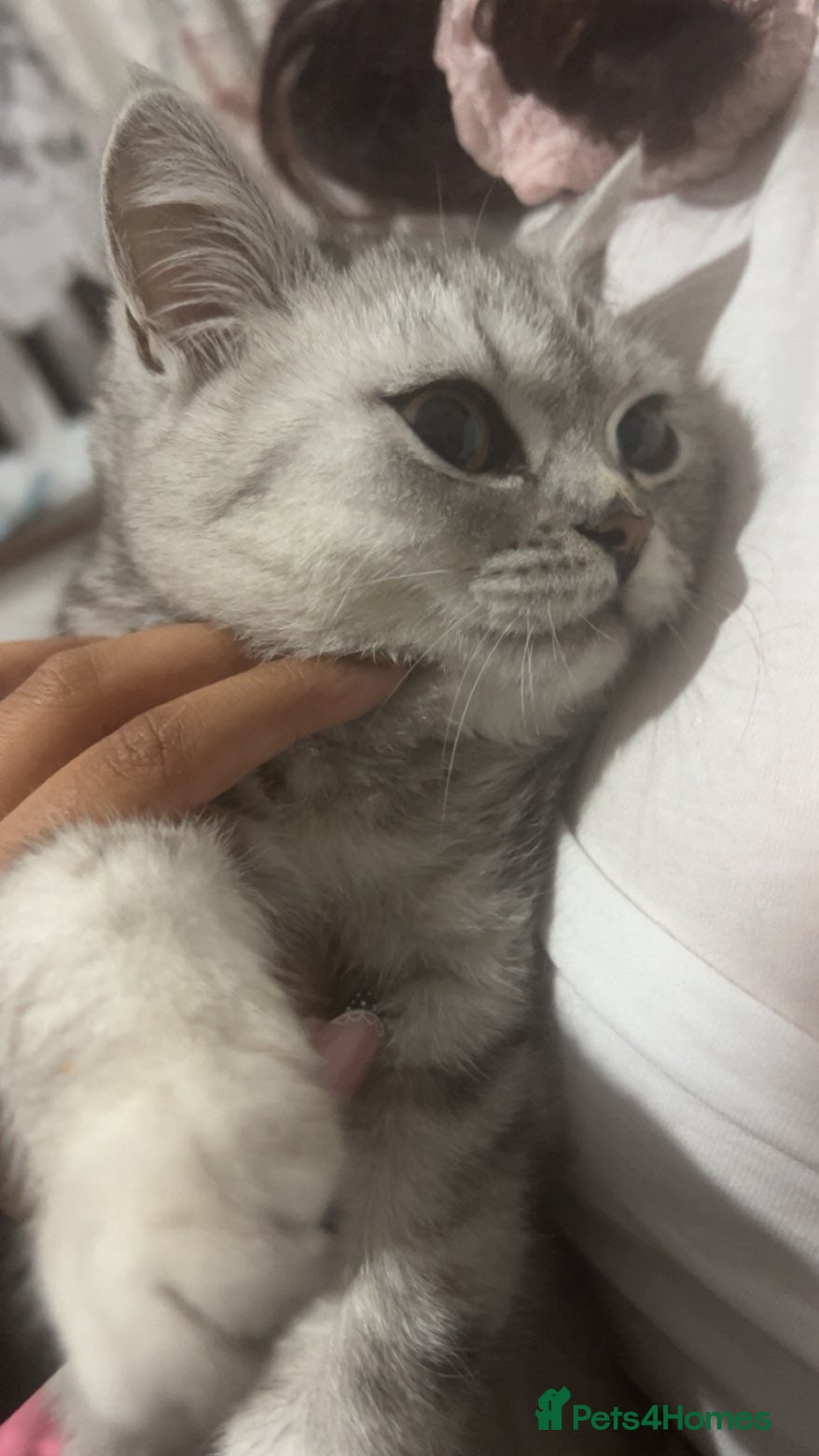 British Shorthair cats British short hair kittens  - Advert 3